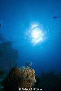 Feather Duster in the morning at Danger Reef with shark s... by Tobias Reitmayr 